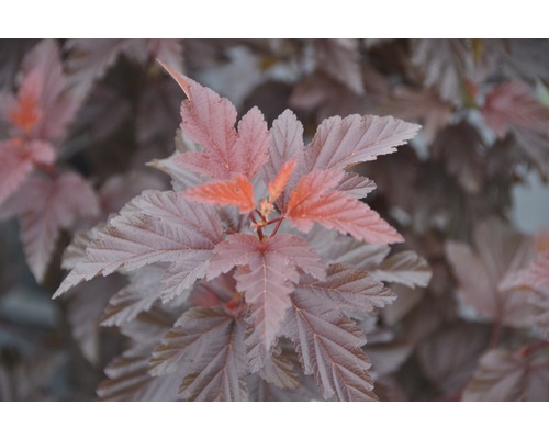 Physocarpe FloraSelf Physocarpus opulifolius 'Little Angel' H 40-50 cm Co 4,5 L Gros plan d''un physocarpe à feuilles rouges avec des feuilles multicolores.