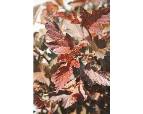 Physocarpe FloraSelf Physocarpus opulifolius 'Petite Plum' H 50-60 cm Co 4,5 L Gros plan d''un arbuste de spirée à feuilles sombres