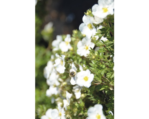 Potentille frutescente FloraSelf Potentilla fruticosa 'Bella Bianca' H 30-40 cm Co 4,5 L-0