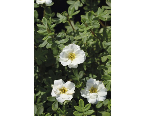 Potentille frutescente FloraSelf Potentilla fruticosa 'Creme Brulee' H 30-40 cm Co 4,5 L