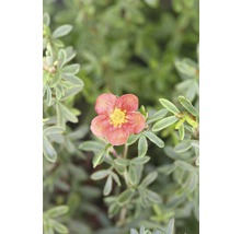 Potentille frutescente FloraSelf Potentilla fruticosa 'Red Lady' H 30-40 cm Co 4,5 L-thumb-0