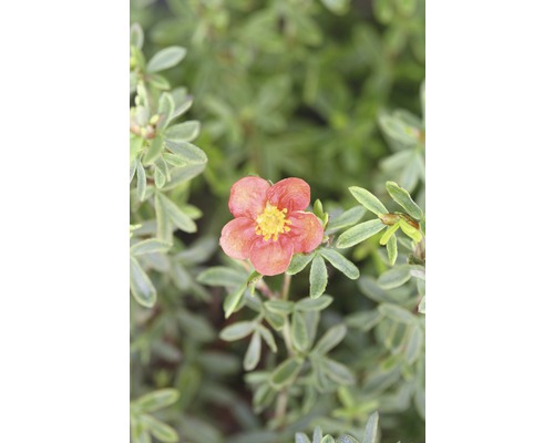 Potentille frutescente FloraSelf Potentilla fruticosa 'Red Lady' H 30-40 cm Co 4,5 L-0