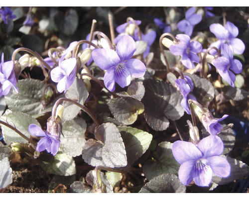 Violette du Labrador FloraSelf Viola labradorica h 5-10 cm Co 0,5 l