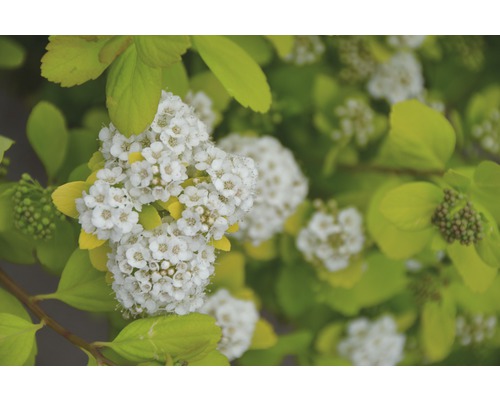 Spierstrauch FloraSelf Spiraea betulifolia 'Torgold' H 25-30 cm Co 4,5 L