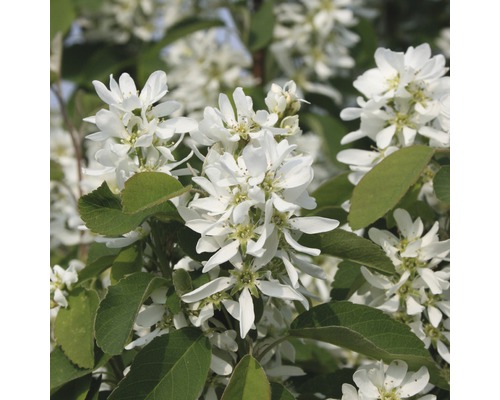 Felsenbirne FloraSelf Amelanchier alnifolia 'Obelisk' H 50-60 cm Co 6 L