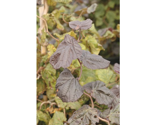 Noisetier tortueux FloraSelf Corylus avellana 'Red Majestic' H 60-80 cm Co 6 L Gros plan sur les feuilles du noisetier