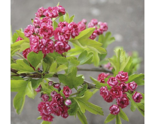 Aubépine épineuse FloraSelf Crataegus laevigata 'Paul's Scarlet' H 80-100 cm Co 6 L Branche d''aubépine rouge avec fleurs et feuilles
