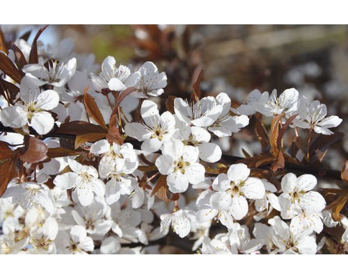 Cerisier à fleurs du Japon FloraSelf Prunus cerasifera 'Crimson Pointe' H 60-80 cm Co 6 L