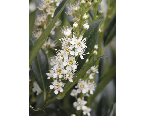 Laurier-cerise FloraSelf Prunus laurocerasus 'Otto Luyken' H 40-50 cm Co 6 L Plante de laurier-cerise en fleurs avec feuilles