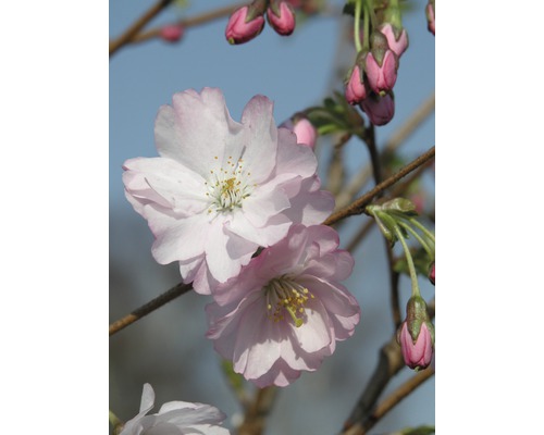 Cerisier à fleurs du Japon précoce FloraSelf Prunus 'Accolade' H 80-100 cm Co 6 L Gros plan sur des fleurs et des boutons de fleurs de cerisier ornemental roses sur une branche