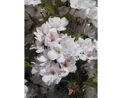 Cerisier à fleurs du Japon en colonne FloraSelf Prunus serrulata 'Amanogawa' H 60-100 cm Co 6 L