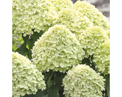 Hortensia paniculé FloraSelf Hydrangea paniculata 'Little Lime' h 50-60 cm Co 6 l Hortensia paniculé avec inflorescences