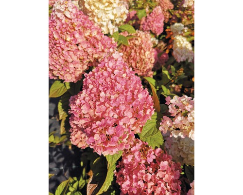 Rispenhortensie FloraSelf Hydrangea paniculata 'Pinky Winky' H 40-60 cm Co 6 L