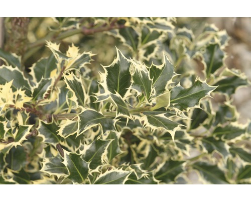 Houx commun FloraSelf Ilex aquafolium 'Argentea Marginata' h 40-60 cm Co 6 l Houx avec feuilles