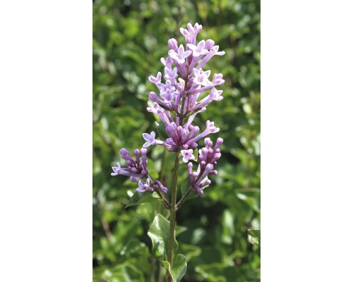 Lilas de Chine nain parfumé FloraSelf Syringa meyeri 'Palibin' H 60-80 cm Co 6 L