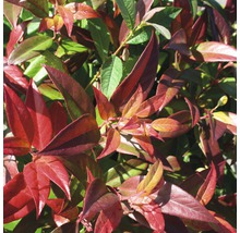Traubenmyrthe Kugel FloraSelf Leucothoe axillaris 'Carinella' H 30-40 cm Co 6 L