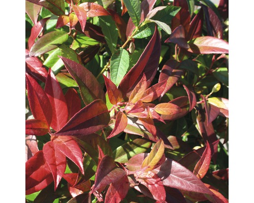 Leucothoé boule FloraSelf Leucothoe axillaris 'Carinella' H 30-40 cm Co 6 L