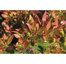 Traubenmyrthe Kugel FloraSelf Leucothoe fontanesiana 'Little Flames'® H 30-40 cm Co 6 L