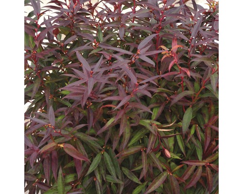 Traubenmyrthe Kugel FloraSelf Leucothoe keiskei 'Burning Love' H 30-40 cm Co 6 L