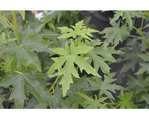 Copalme d'Amérique FloraSelf Liquidambar styraciflua 'Worplesdon' H 60-80 cm Co 6 L Feuilles de liquidambar