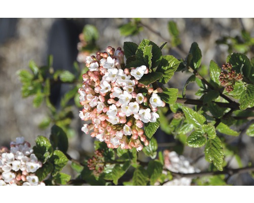 Viorne de Burkwood FloraSelf Viburnum burkwoodii 'Anne Russel' H 40-60 cm Co 6 L Inflorescence de viorne avec feuilles