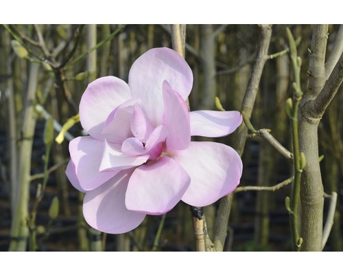 Magnolia FloraSelf Magnolia 'SusannaH van Veen' H 100-125 cm Co 10 L