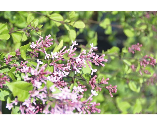 Lilas nain FloraSelf Syringa BLOOMERANG ® 'Pink Perfume' demi-tige 40 cm H 60-100 cm Co 6 L