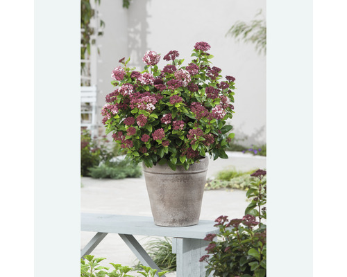 Fetthenne im Topf auf einer Gartenbank