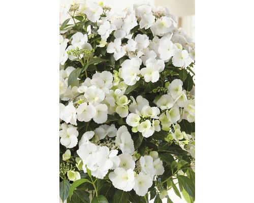 Hortensia guirlande FloraSelf Hydrangea Runaway Bride ® 'Snow White' h 50-60 cm Co 6 l Édition 30 ans FloraSelf