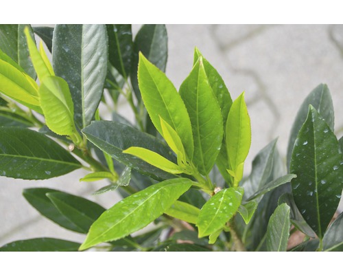 Laurier-cerise avec des feuilles vertes