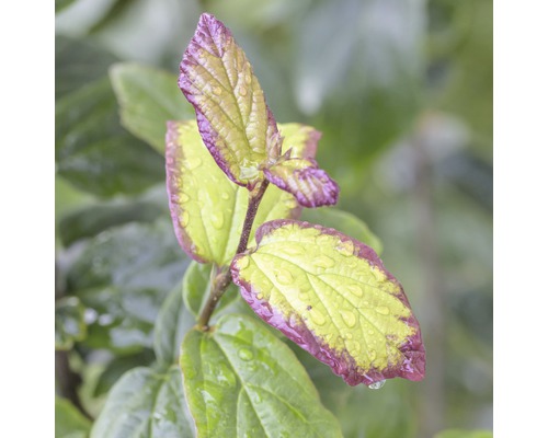 Parrotie de Perse FloraSelf Parrotia persica 'Persian Spire' H 60-80 cm Co 6 L Gros plan de feuilles de Cornus Kousa avec des gouttes d''eau