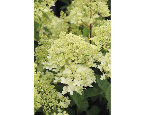 Hortensia paniculé FloraSelf Hydrangea paniculata 'Magical Andes' h 50-60 cm Co 6 l Hortensia paniculé avec des fleurs