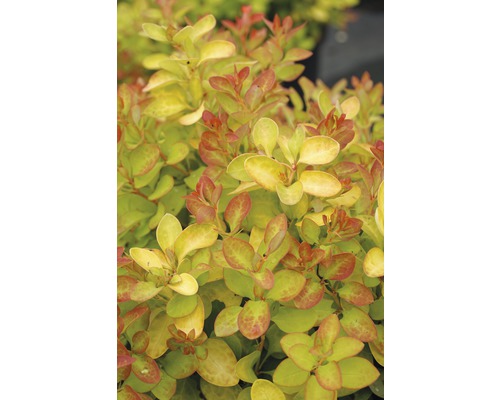 Épine-vinette FloraSelf Berberis thunbergii 'Limoncello' H 30-40 cm Co 4,5 L L''image montre un berbéris avec des feuilles.