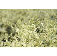 Bewimperter Liguster Kugel FloraSelf Ligustrum ibota 'Musli' H 30-40 cm Co 6 L