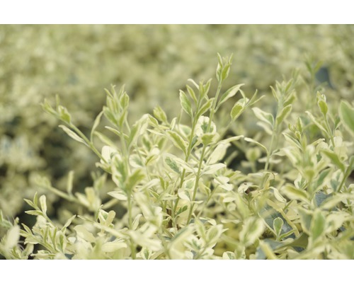 L''image montre un fusain.