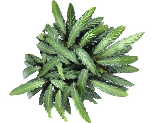 Plante avec de longues feuilles vertes vue de dessus