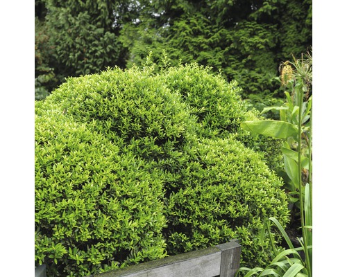 Dans le jardin, il y a trois buis ronds taillés.