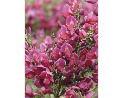 Genêt à balais FloraSelf Cytisus praecox 'Windlesham Ruby' demi-tige 80 cm H 100-125 cm Co 18 L