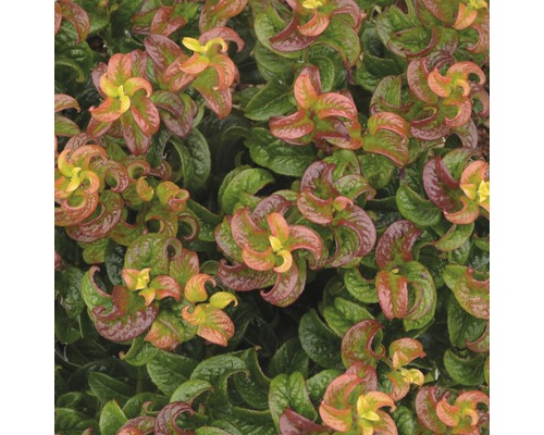 Traubenmyrthe Kugel FloraSelf Leucothoe axillaris 'Twisting Red' H 30-40 cm Co 6 L Detailaufnahme einer Korkenzieherhasel mit grünen und roten Blättern.