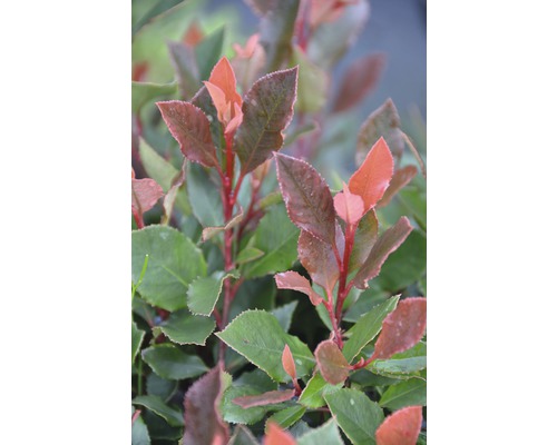Photinia avec feuilles