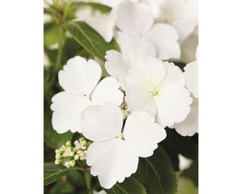 Hortensia guirlande FloraSelf Hydrangea Runaway Bride ® 'Snow White' h 40-50 cm Co 3,5 l Édition 30 ans FloraSelf