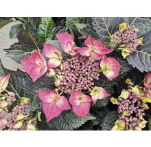 Gros plan sur un hortensia paniculé avec des fleurs roses et des feuilles sombres.