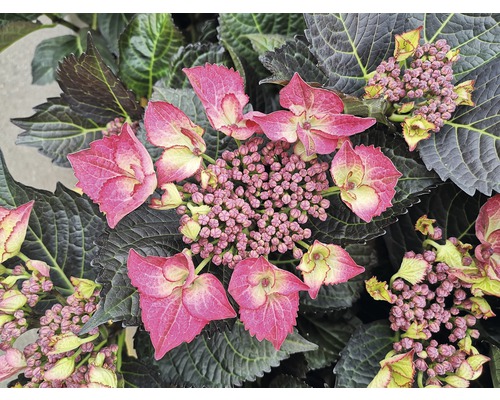Gros plan sur un hortensia paniculé avec des fleurs roses et des feuilles sombres.