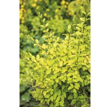 Troène à feuilles multicolores FloraSelf Ligustrum ovalifolium 'Lemon and Lime' h 50-60 cm Co 4,5 l-thumb-0