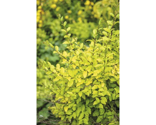 Buntlaubiger Liguster FloraSelf Ligustrum ovalifolium 'Lemon and Lime' H 50-60 cm Co 4,5 L
