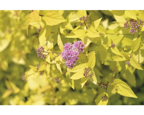 Spierstrauch FloraSelf Spiraea japonica 'Golden Princess' H 60-80 cm Co 15 L