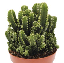 Cactus FloraSelf Cereus repandus 'Paolina' H 20-25 cm pot Ø 12 cm-thumb-1