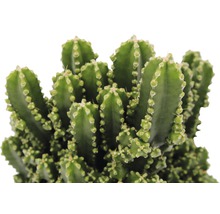 Cactus FloraSelf Cereus repandus 'Paolina' H 20-25 cm pot Ø 12 cm-thumb-2
