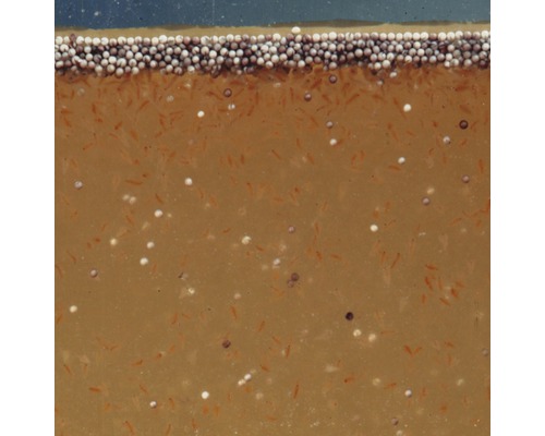 Bassin d''élevage avec des larves de poissons et de la nourriture pour l''élevage de poissons