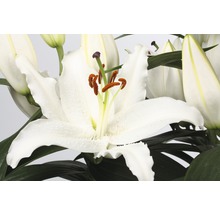 Gros plan d''une fleur de lys blanche avec des feuilles vertes